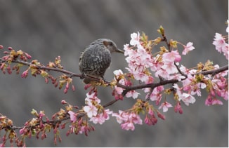 美川の河津桜